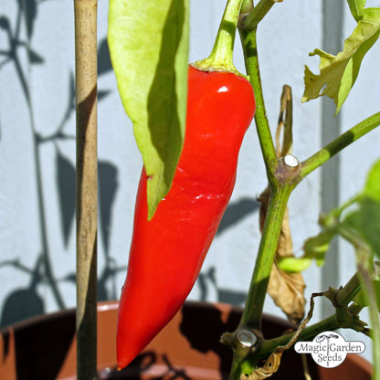 Rode puntpaprika 'Marconi Rosso' zaden Biologisch