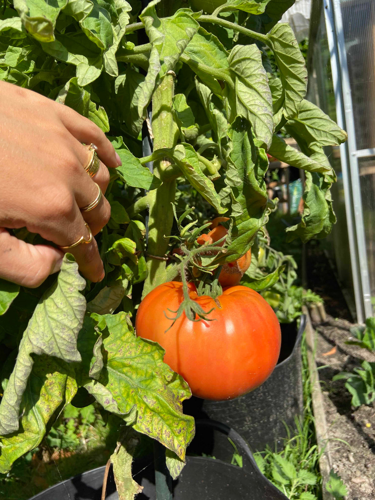 Organic Tomaat Marmande zaden - Feggies