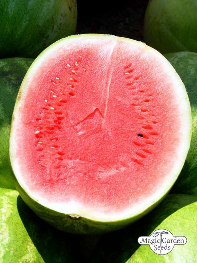 Watermeloen 'Crimson Sweet' zaden biologisch