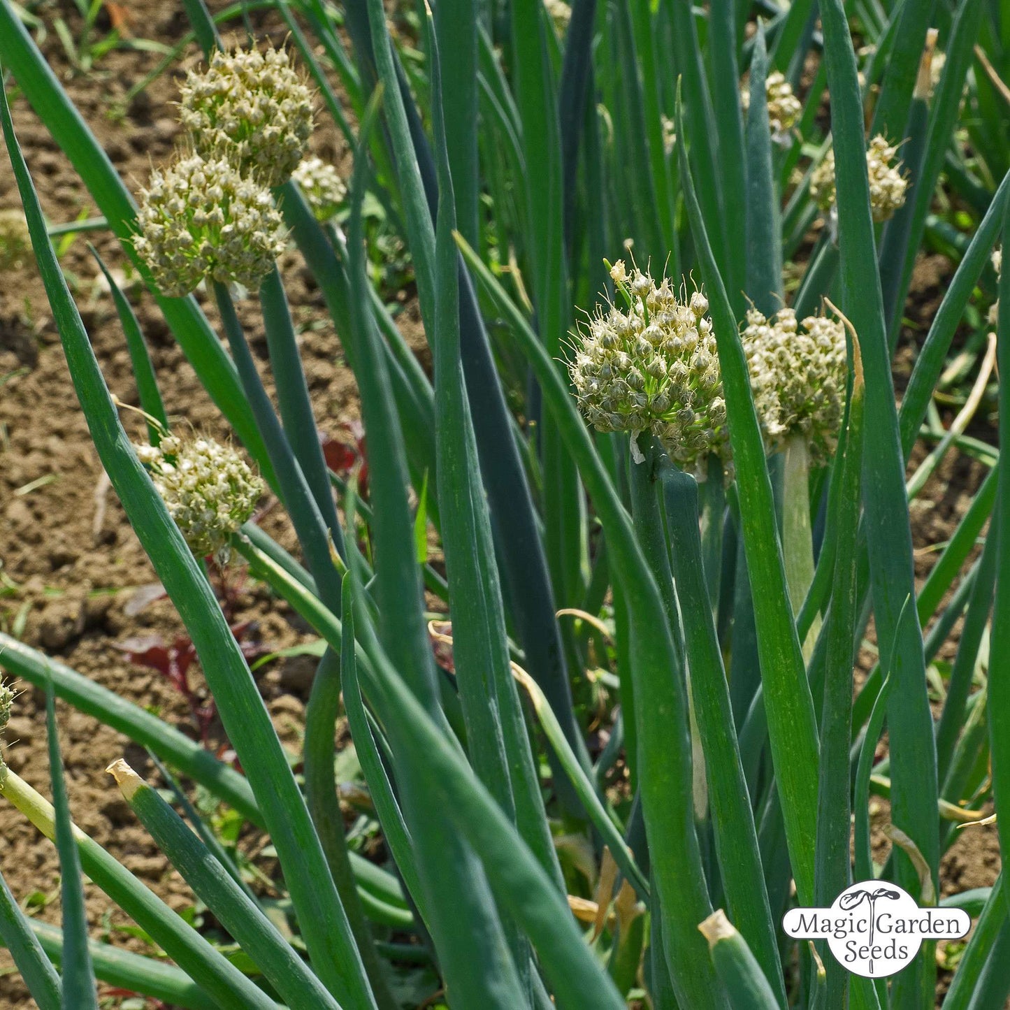 Stengel-ui Lente-ui 'Welsh Onion' zaden Biologisch
