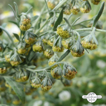 Wormwood absintalsem zaden Biologisch