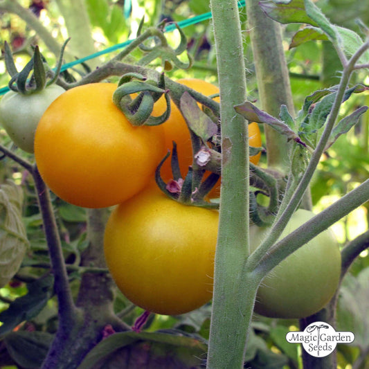 Gele tomaat 'Golden Queen' zaden Biologisch