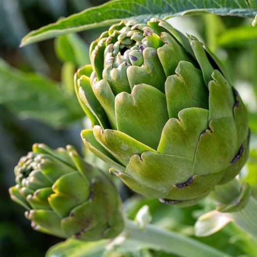 Artichoc Imperial Star zaden biologisch - Feggies