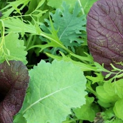 Asiasla mesclun zaden biologisch