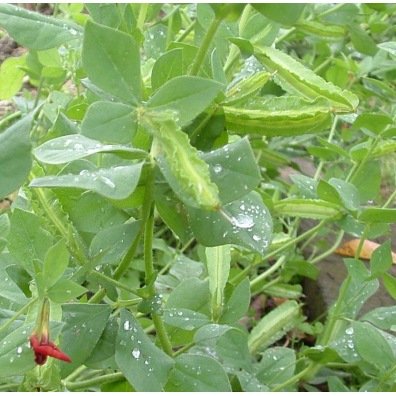 Aspergeerwt zaden biologisch