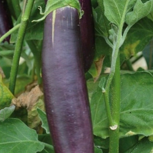 Aubergine lang paars uit Barbentane zaden biologisch