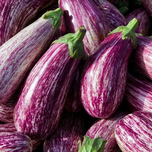 Aubergine Listada de Gandia zaden biologisch