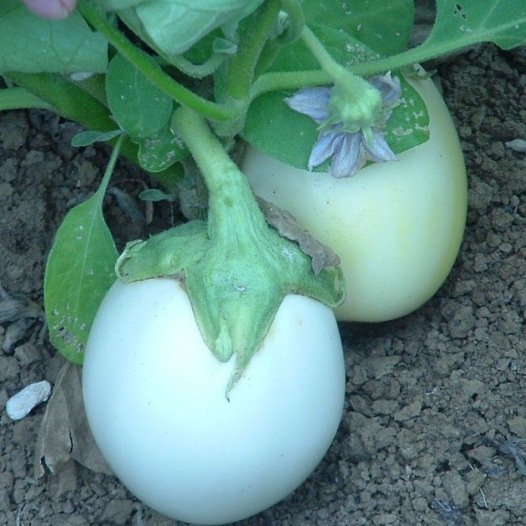 Aubergine rond wit eiplant zaden biologisch