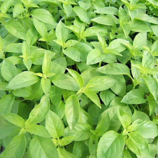 Basilicum citronella zaden biologisch - Feggies