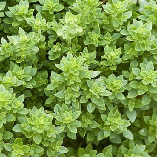Basilicum Griek zaden biologisch