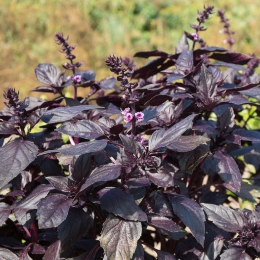 Basilicum purper zaden biologisch - Feggies