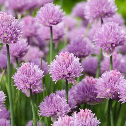 Bieslook zaden biologisch - Feggies