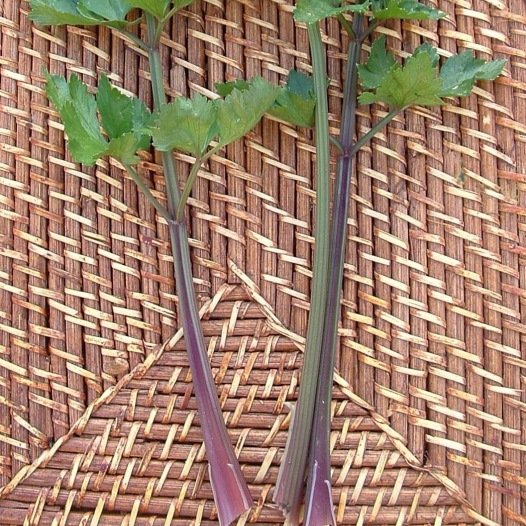 Bleekselderij Violette zaden biologisch