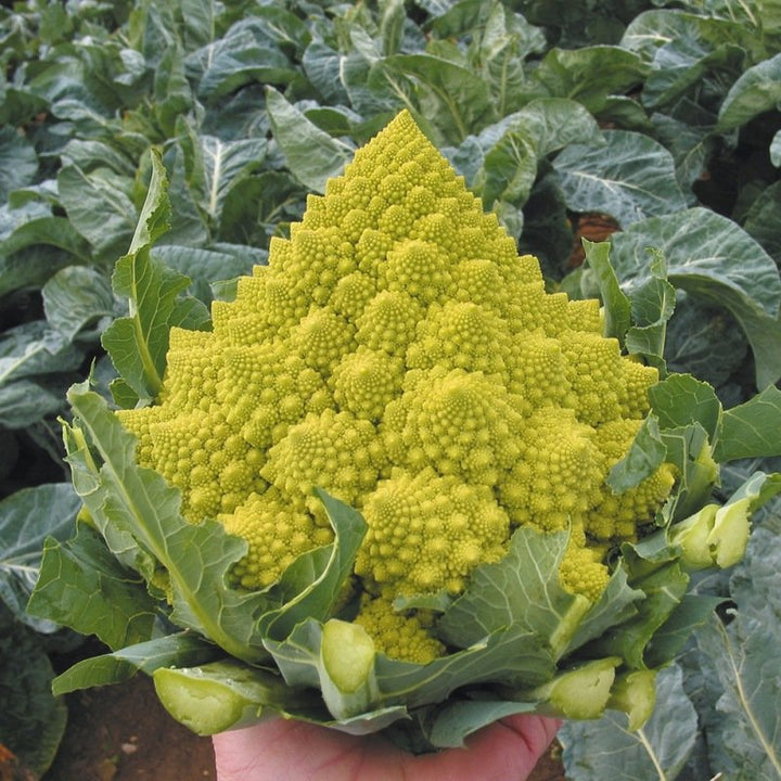 Bloemkool Romanesco zaden biologisch
