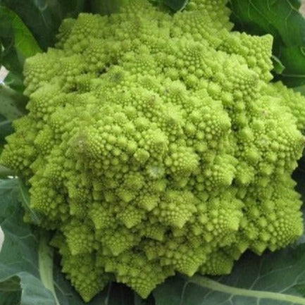 Bloemkool Ramanesco zaden biologisch