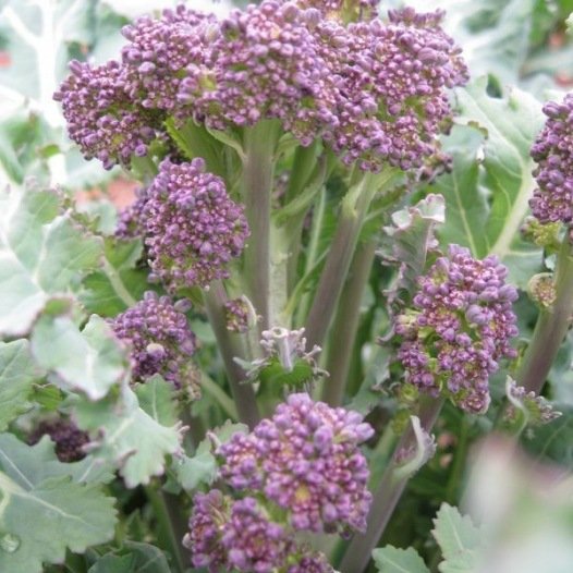 Broccoli met paarse spruiten zaden biologisch