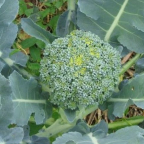 Broccoli Vert Calabrais zaden biologisch
