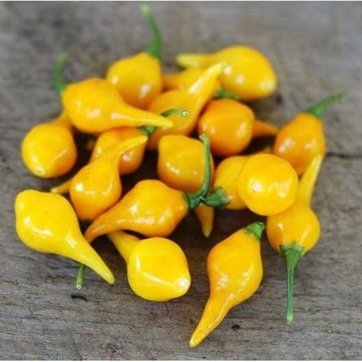 Chilli peper Biquinho geel zaden biologisch