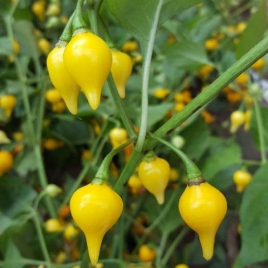 Chilli peper Biquinho geel zaden biologisch