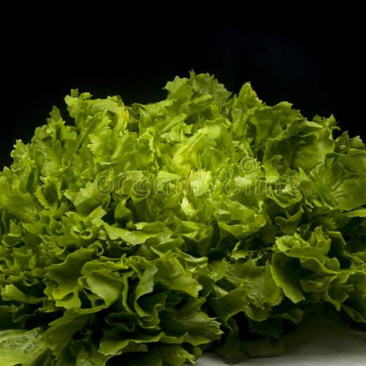 Andijvie 'Green Escarole' zaden Biologisch