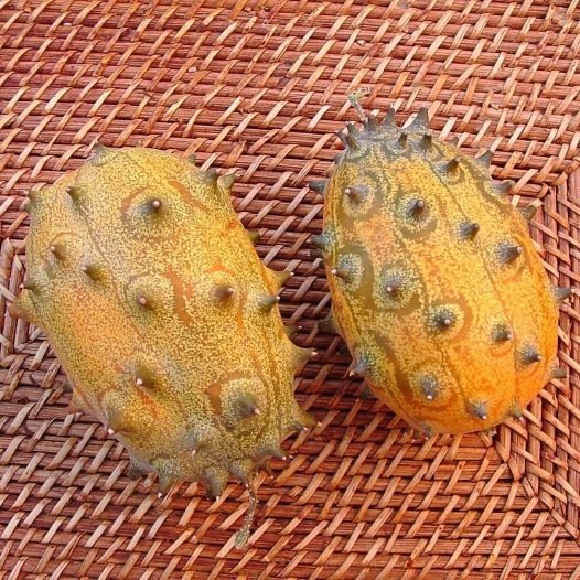 Komkommer Kiwani uit Kénia zaden biologisch
