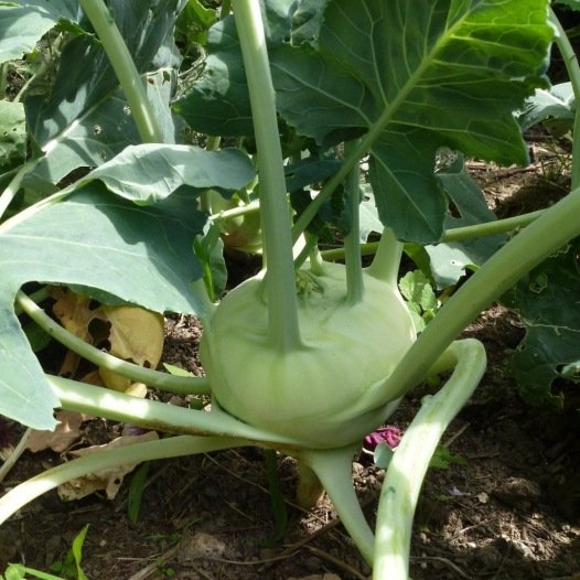 Koolrabi Delikatess wit zaden biologisch - Feggies