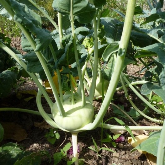 Koolrabi Delikatess wit zaden biologisch - Feggies
