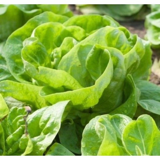 Kropsla (lente-) Gotte d'Or zaden biologisch - Feggies