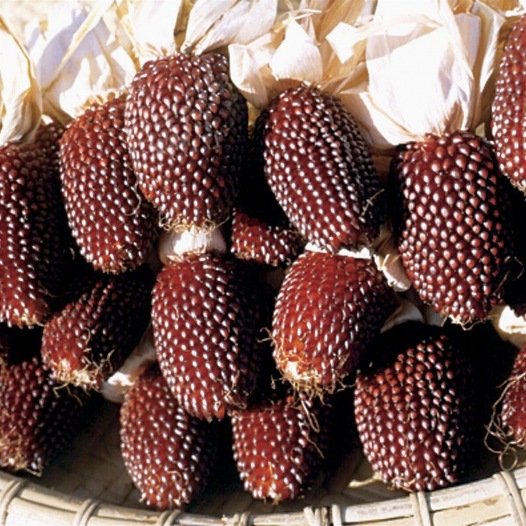 Maïs Pop Corn Aardbei zaden biologisch - Feggies