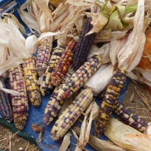 Maïs-zoete meerkleurig Inca Rainbow zaden biologisch - Feggies