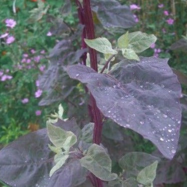Melde Rood zaden biologisch - Feggies