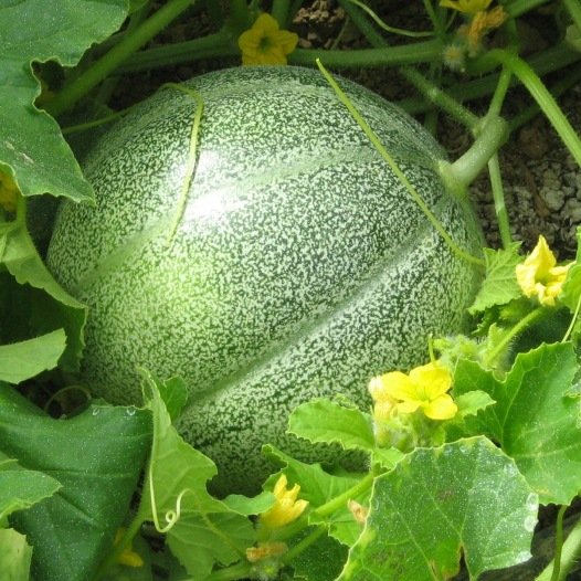 Meloen Petit gris de Rennes zaden biologisch