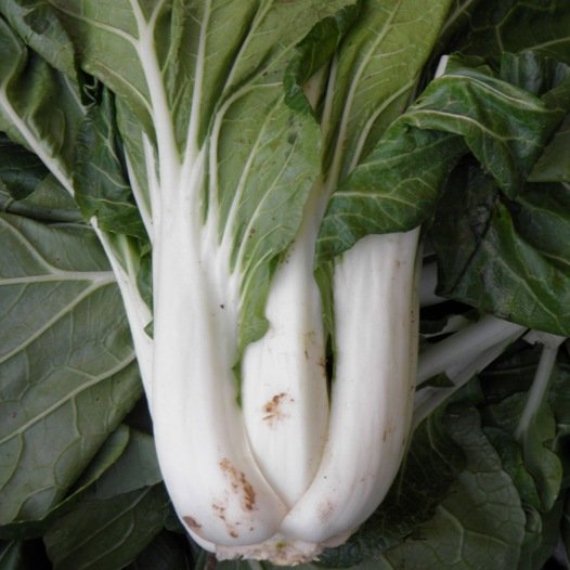 Pak Choi Taisai zaden biologisch