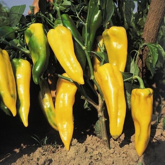 Paprika Corno di Toro geel zaden biologisch
