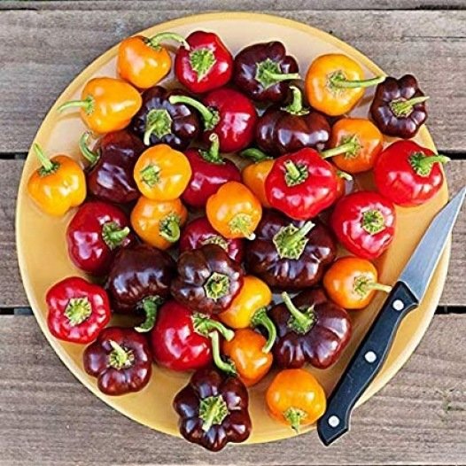 Paprika Mini Bell mix zaden biologisch - Feggies