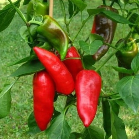 Paprika Pantos zaden biologisch - Feggies