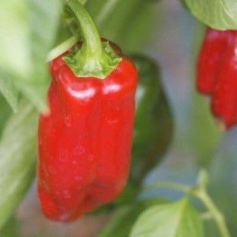 Paprika Rosso zaden biologisch