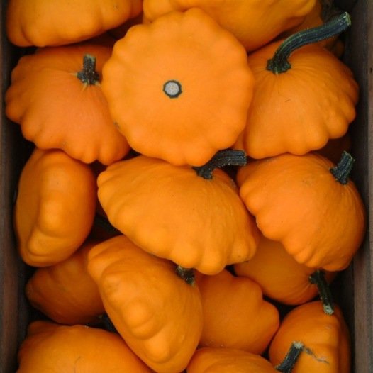 Pâtisson oranje zaden biologisch