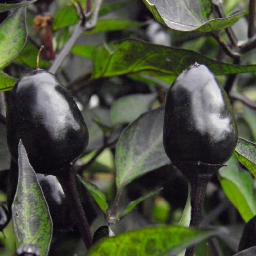 Peper Purple zaden biologisch - Feggies