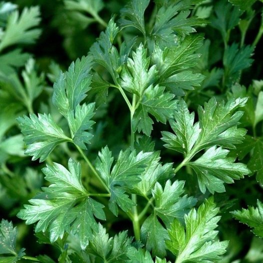Platte peterselie zaden biologisch - Feggies