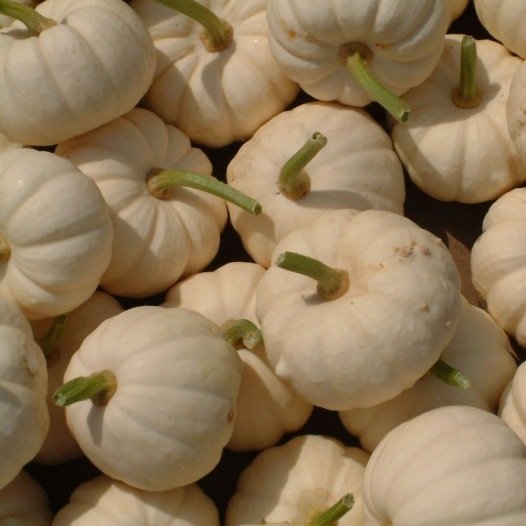 Pompoen Baby Boo zaden biologisch - Feggies