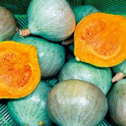 Pompoen Blue Ballet zaden biologisch - Feggies