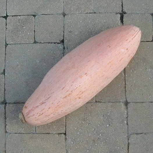 Pompoen Pink Jumbo Banana zaden - Feggies