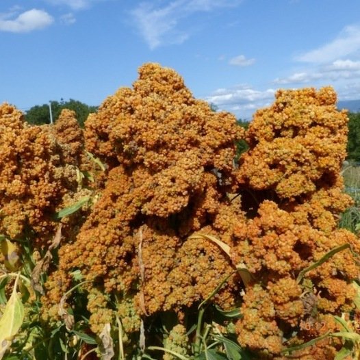 Quinoa zaden