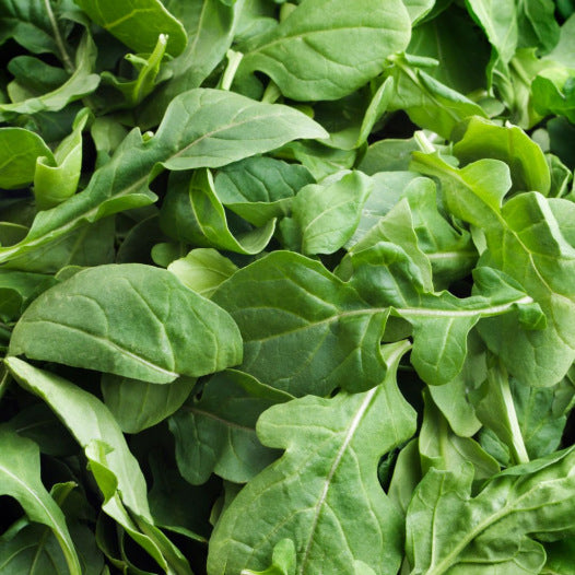 Rucola Geteeld zaden