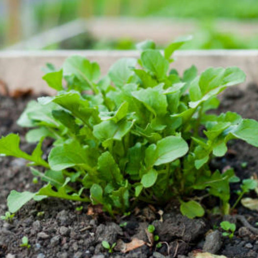 Rucola Wasabi zaden - Feggies