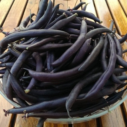 Stamslaboon (prinsessenboon) Purple Teepee zaden - Feggies