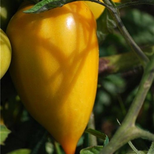 Tomaat Gele Paprika zaden