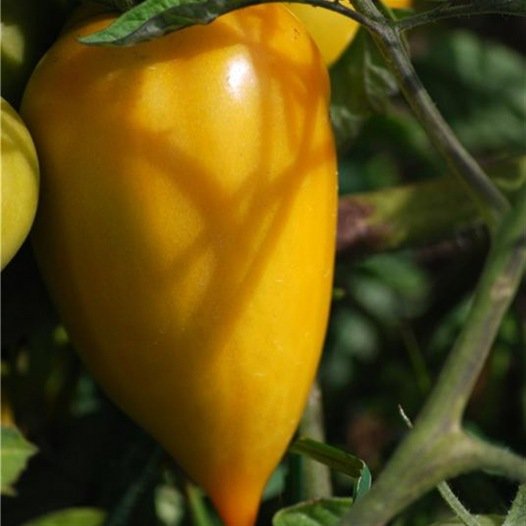 Tomaat Gele Paprika zaden - Feggies