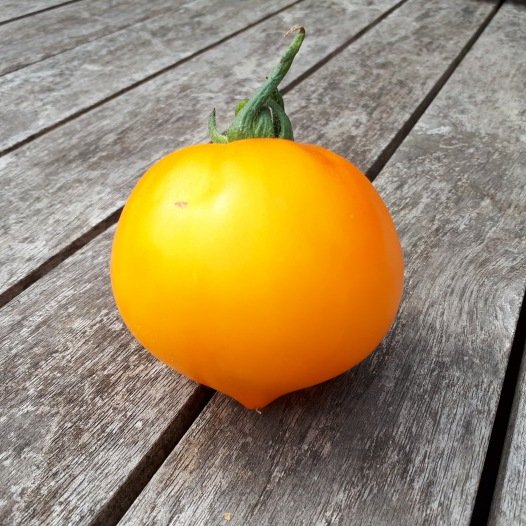 Tomaat Teton de Wepion zaden - Feggies